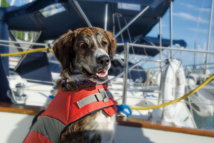 dog on a boat pet-friendly marco island