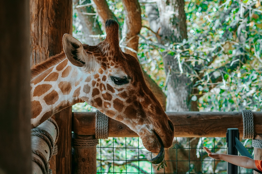 Giraffe looking over fence at a zoo in naples FL